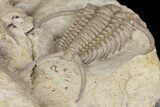 Rare, Gabriceraurus Trilobite Fossil - Wisconsin #161712-5